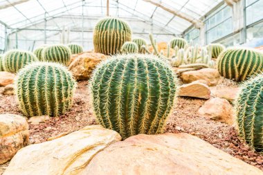 houseplant güzel kaktüs