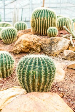 houseplant güzel kaktüs