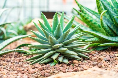 houseplant güzel kaktüs