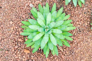 houseplant güzel kaktüs