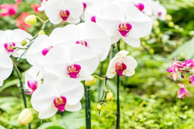 houseplant güzel orkide