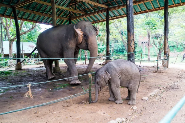Elefante en Chiang Mai, Tailandia — Foto de Stock