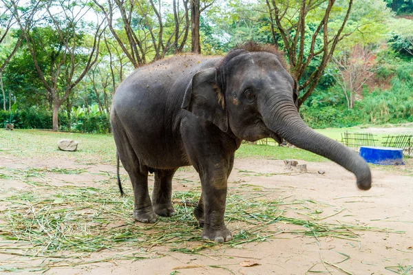 Elefante en Chiang Mai, Tailandia — Foto de Stock