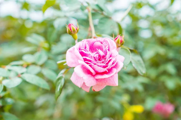 Róży kwiat w ogrodzie — Zdjęcie stockowe