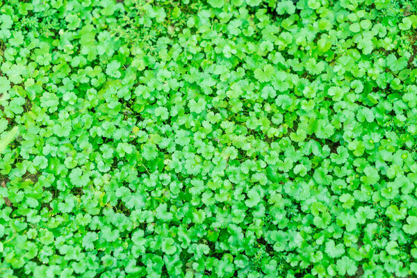 green leaf for background