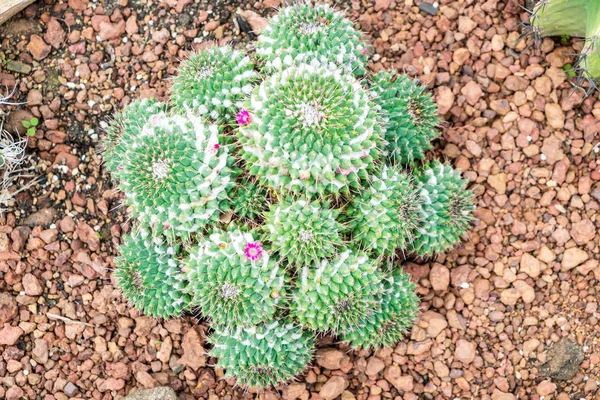 Beautiful cactus in houseplant — Stock Photo, Image