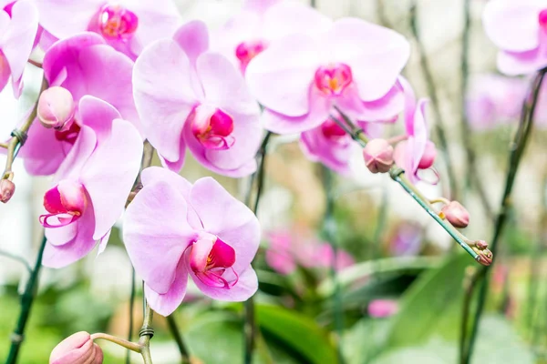 Prachtige orchidee in kamerplant — Stockfoto
