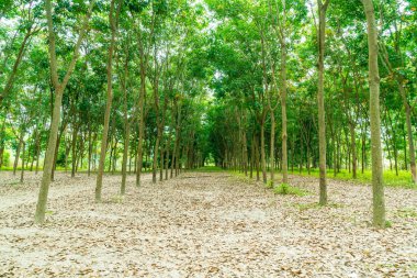 geçit ağaç, Chiang Mai, Tayland