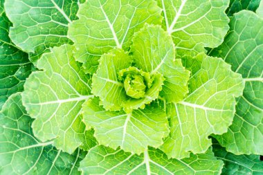 bir gruptaki lahana bitki