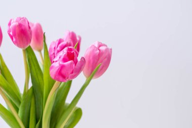 ahşap arka plan üzerinde Pembe Lale çiçek