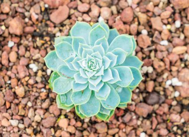 houseplant güzel kaktüs