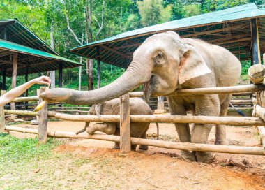 elephant at Chiang Mai, Thailand