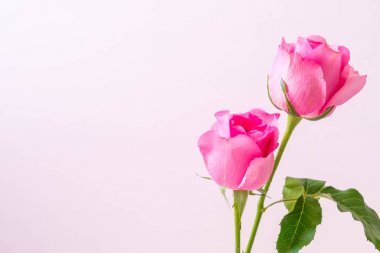 Ahşap arka plan üzerinde cam vazo içinde pembe Gül