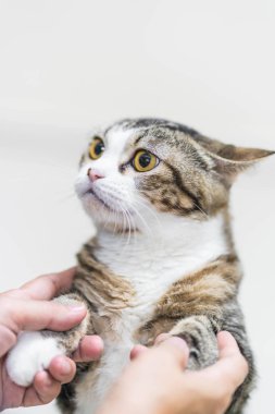 Yakın çekim güzel Gri kedi