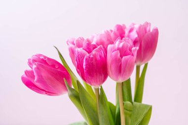 ahşap arka plan üzerinde Pembe Lale çiçek