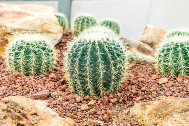 houseplant güzel kaktüs