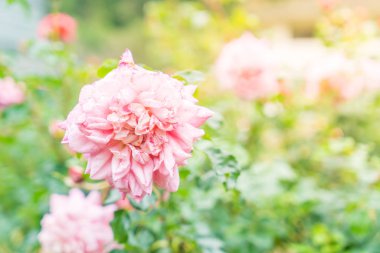 Gül bahçesinde çiçek 