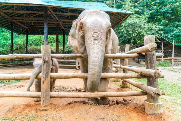 Elefante en Chiang Mai, Tailandia — Foto de Stock