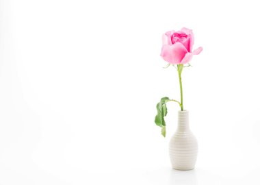 Beyaz arkaplanda pembe gül