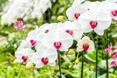 houseplant güzel orkide