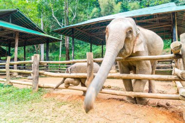 elephant at Chiang Mai, Thailand
