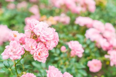 Gül bahçesinde çiçek 