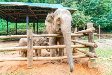 elephant at Chiang Mai, Thailand