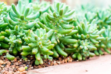 houseplant güzel kaktüs