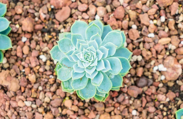 Houseplant güzel kaktüs — Stok fotoğraf