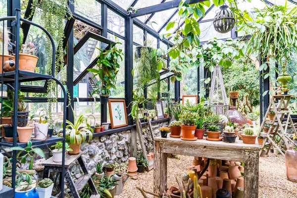 Plante dans la maison en verre — Photo