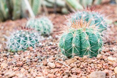 houseplant güzel kaktüs