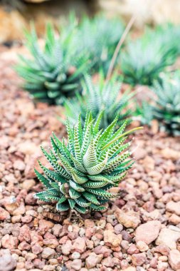 houseplant güzel kaktüs