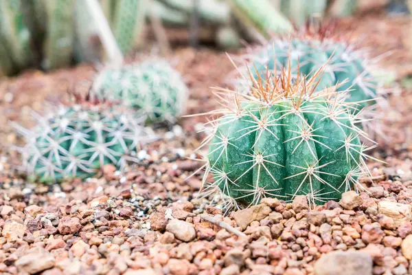 houseplant güzel kaktüs