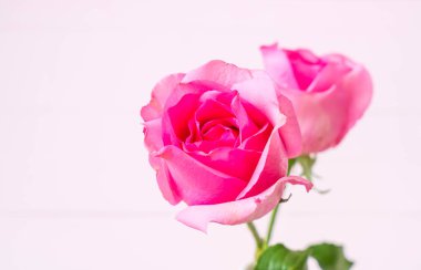 Ahşap arka plan üzerinde cam vazo içinde pembe Gül