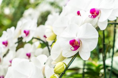 houseplant güzel orkide