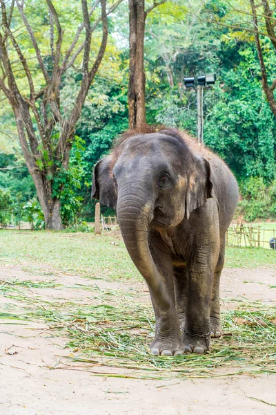 Elephant at Chiang Mai, Thailand — ストック写真