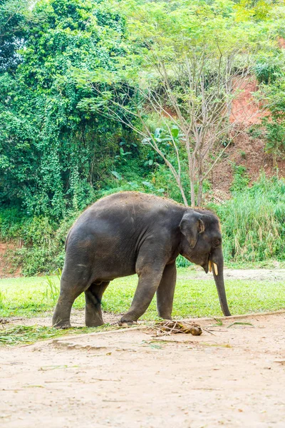 Elephant at Chiang Mai, Thailand — ストック写真