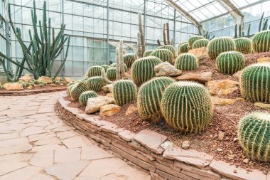 houseplant güzel kaktüs