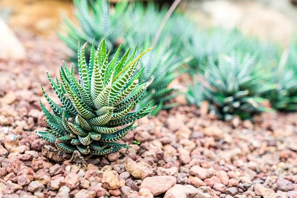Vackra kaktus i krukväxt — Stockfoto
