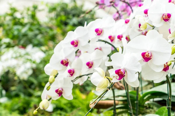 美丽的兰花在植物 — 图库照片