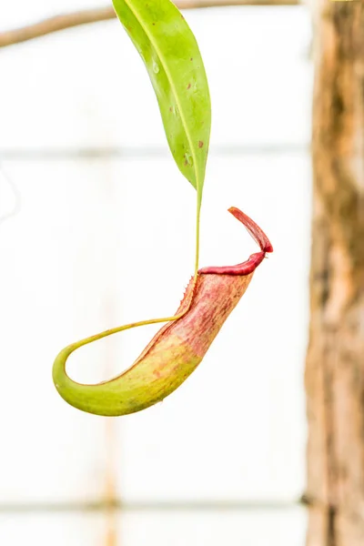 Plantas de jarro tropicais ou copos de macaco — Fotografia de Stock