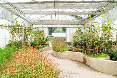 houseplant kreş için