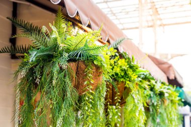 saksıda asılı bitki