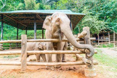 elephant at Chiang Mai, Thailand