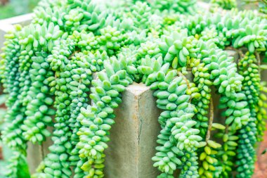 houseplant güzel kaktüs