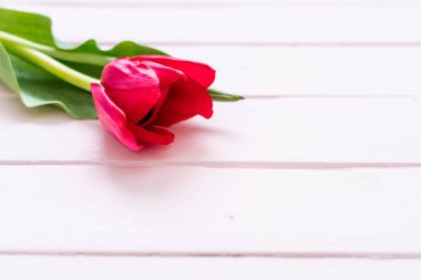 ahşap arka plan üzerinde Pembe Lale çiçek