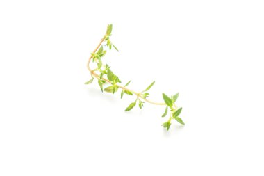 Beyaz arkaplanda taze kekik