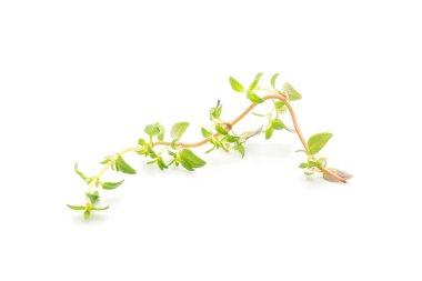 Beyaz arkaplanda taze kekik