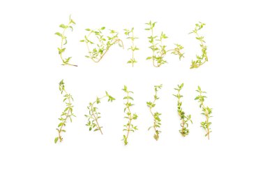 Beyaz arkaplanda taze kekik