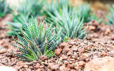 houseplant güzel kaktüs